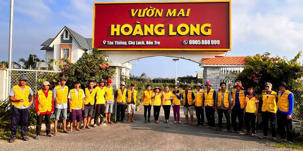 Ngập tràn sắc vàng của hoa mai: Khởi đầu mới mẻ cho mùa Tết